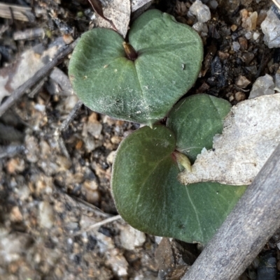 Acianthus sp. (Mayflower Orchid) at Paddys River, ACT - 18 Sep 2022 by Ned_Johnston