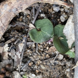 Acianthus sp. at Paddys River, ACT - 18 Sep 2022