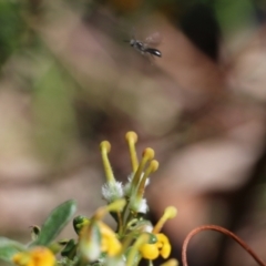 Unidentified Bee (Hymenoptera, Apiformes) at Albury, NSW - 24 Sep 2022 by KylieWaldon