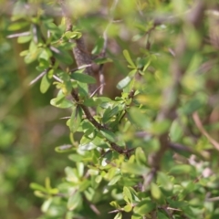 Bursaria spinosa (Native Blackthorn, Sweet Bursaria) at Nail Can Hill - 24 Sep 2022 by KylieWaldon