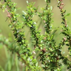 Bursaria spinosa at West Albury, NSW - 24 Sep 2022 10:54 AM