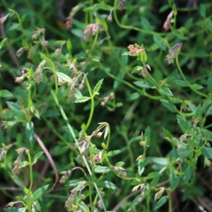 Gonocarpus tetragynus at West Albury, NSW - 24 Sep 2022