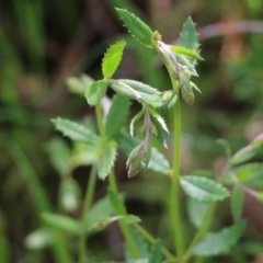 Gonocarpus tetragynus at West Albury, NSW - 24 Sep 2022