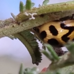 Cleobora mellyi (Southern Ladybird) at Bungendore, NSW - 24 Sep 2022 by clarehoneydove