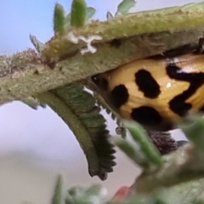 Cleobora mellyi (Southern Ladybird) at Bungendore, NSW - 24 Sep 2022 by clarehoneydove