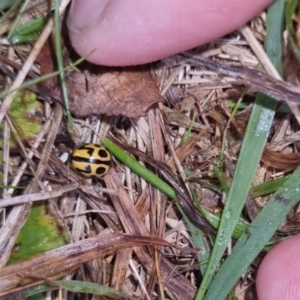 Cleobora mellyi at Bungendore, NSW - 24 Sep 2022