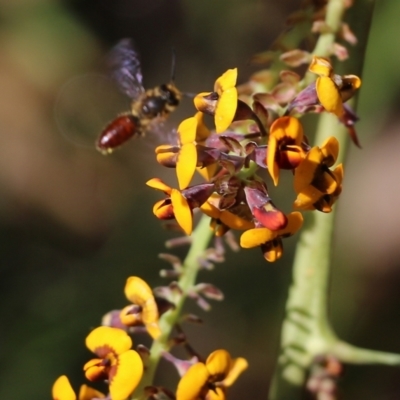 Unidentified Bee (Hymenoptera, Apiformes) at Nail Can Hill - 24 Sep 2022 by KylieWaldon