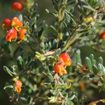 Grevillea alpina (Mountain Grevillea / Cat's Claws Grevillea) at Nail Can Hill - 24 Sep 2022 by KylieWaldon