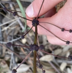 Lomandra multiflora (Many-flowered Matrush) at Denman Prospect 2 Estate Deferred Area (Block 12) - 22 Sep 2022 by Ned_Johnston