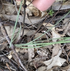 Lomandra multiflora at Molonglo Valley, ACT - 22 Sep 2022 12:08 PM