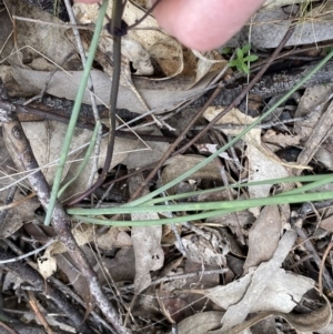 Lomandra multiflora at Molonglo Valley, ACT - 22 Sep 2022 12:08 PM