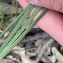 Lomandra multiflora at Molonglo Valley, ACT - 22 Sep 2022 12:08 PM