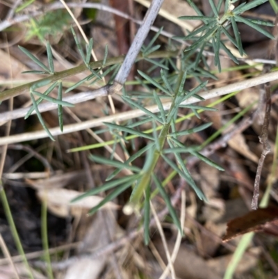 Gompholobium huegelii (Pale Wedge Pea) at Piney Ridge - 22 Sep 2022 by Ned_Johnston