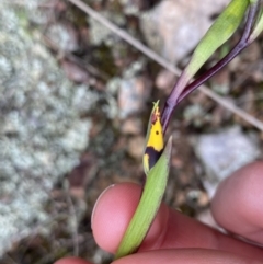 Diuris sp. (A Donkey Orchid) at Stromlo, ACT - 22 Sep 2022 by Ned_Johnston