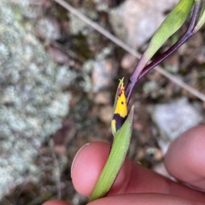 Diuris sp. (A Donkey Orchid) at Stromlo, ACT - 22 Sep 2022 by NedJohnston