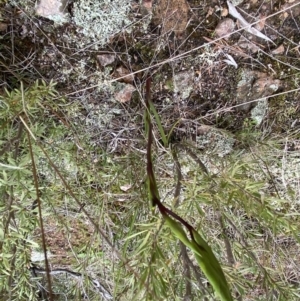 Diuris sp. at Stromlo, ACT - suppressed