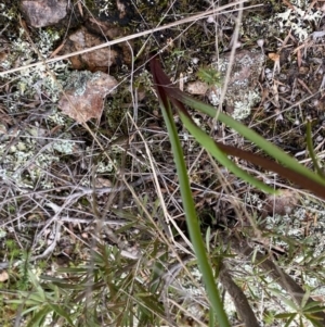 Diuris sp. at Stromlo, ACT - suppressed