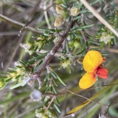 Dillwynia sericea (Egg And Bacon Peas) at Stromlo, ACT - 22 Sep 2022 by NedJohnston