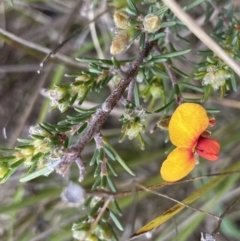 Dillwynia sericea (Egg And Bacon Peas) at Stromlo, ACT - 22 Sep 2022 by Ned_Johnston