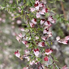 Cryptandra sp. Floriferous (W.R.Barker 4131) W.R.Barker at Stromlo, ACT - 22 Sep 2022 by Ned_Johnston