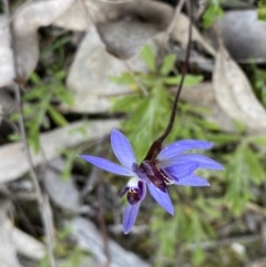 Cyanicula caerulea (Blue Fingers, Blue Fairies) at Molonglo Valley, ACT - 22 Sep 2022 by NedJohnston