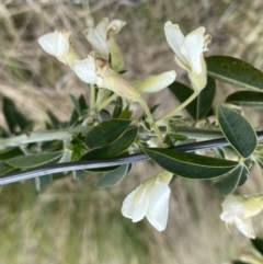 Chamaecytisus palmensis (Tagasaste, Tree Lucerne) at West Stromlo - 22 Sep 2022 by NedJohnston