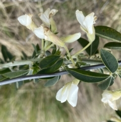 Chamaecytisus palmensis (Tagasaste, Tree Lucerne) at Stromlo, ACT - 22 Sep 2022 by Ned_Johnston