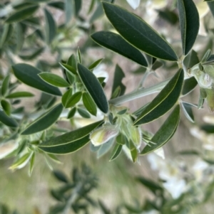 Chamaecytisus palmensis at Stromlo, ACT - 22 Sep 2022