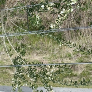 Chamaecytisus palmensis at Stromlo, ACT - 22 Sep 2022 02:10 PM