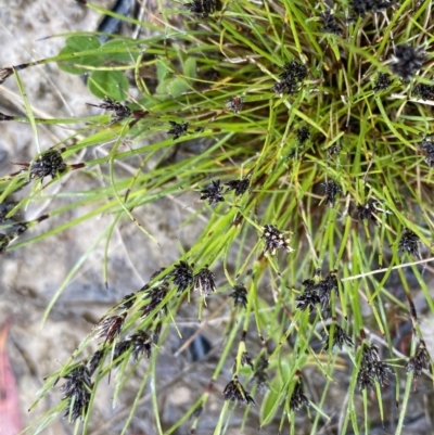 Schoenus apogon (Common Bog Sedge) at West Stromlo - 22 Sep 2022 by NedJohnston