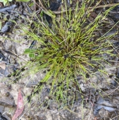 Schoenus apogon at Stromlo, ACT - 22 Sep 2022