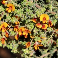 Pultenaea foliolosa (Small Leaf Bushpea) at Albury - 24 Sep 2022 by KylieWaldon