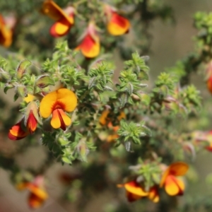 Pultenaea foliolosa at West Albury, NSW - 24 Sep 2022