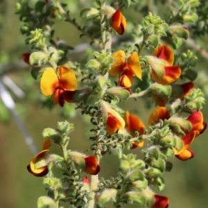 Pultenaea foliolosa at West Albury, NSW - 24 Sep 2022 10:25 AM