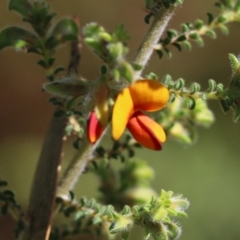 Pultenaea foliolosa at West Albury, NSW - 24 Sep 2022