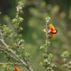 Pultenaea foliolosa at West Albury, NSW - 24 Sep 2022 10:25 AM