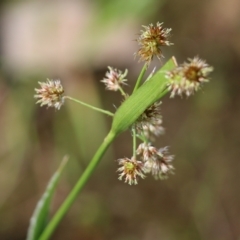 Luzula meridionalis (Common Woodrush) at Albury - 24 Sep 2022 by KylieWaldon