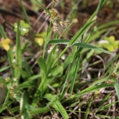 Luzula meridionalis at Albury, NSW - 24 Sep 2022