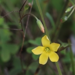 Oxalis sp. (Wood Sorrel) at Nail Can Hill - 24 Sep 2022 by KylieWaldon