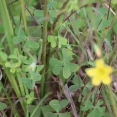 Oxalis sp. at Albury, NSW - 24 Sep 2022