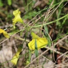 Oxalis sp. (Wood Sorrel) at Nail Can Hill - 24 Sep 2022 by KylieWaldon