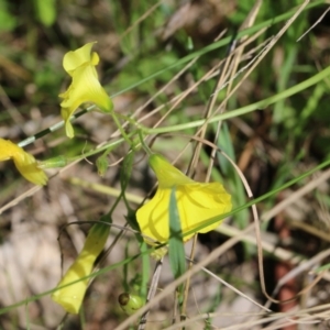 Oxalis sp. at Albury, NSW - 24 Sep 2022 11:24 AM