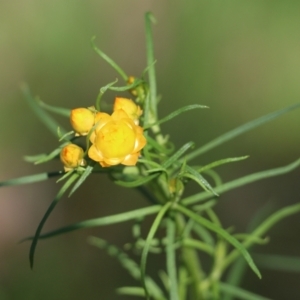 Xerochrysum viscosum at Albury, NSW - 24 Sep 2022