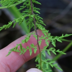 Cheilanthes austrotenuifolia at West Albury, NSW - 24 Sep 2022