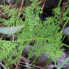 Cheilanthes austrotenuifolia at West Albury, NSW - 24 Sep 2022