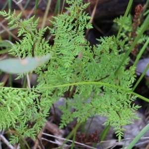 Cheilanthes austrotenuifolia at West Albury, NSW - 24 Sep 2022