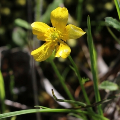 Ranunculus lappaceus (Australian Buttercup) at Albury - 24 Sep 2022 by KylieWaldon