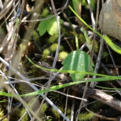 Ranunculus lappaceus at Albury, NSW - 24 Sep 2022