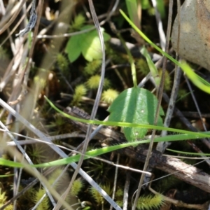 Ranunculus lappaceus at Albury, NSW - 24 Sep 2022