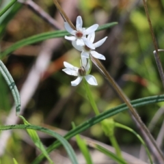 Wurmbea dioica subsp. dioica (Early Nancy) at Albury - 24 Sep 2022 by KylieWaldon